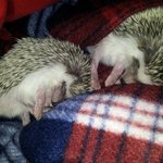 (스압) ♥ 애교녹는 고슴이들 자랑 ^.^ ♥