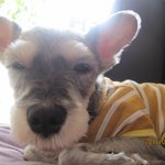 [개판] 슈냐슈냐우저 귀여운 <b>베리</b>를 소개합니다~