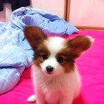 [동물농장시즌2] 종이의 두번째 시련  - <b>the</b> beginning...