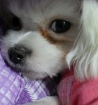 ★★★보고반할까봐걱정인우리집은비님★★★