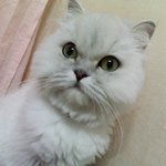 ★페르시안 친칠라 교배 구해요 ★ ( 지역 <b>전주</b>)