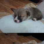 ★★귀여운 웰시코기 무랑천사!!!★★