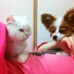 [동물농장시즌2] 종이의 시련과 그 극복. - the <b>end</b> -