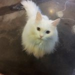 [고양이 판] 제가 자주가는 유기묘 까페의 고양이들!! <3> (스압주의)