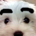 스왑주의!!★귀 팔랑대는 우리 곰순이 삐삐 <b>미미</b> ~~ ...^^