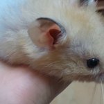 <b>저</b>의<b>집</b> 햄스터 각이가 하늘나라로 갔어요.,,ㅠㅠ