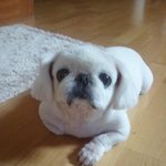 수정/사진有◆◆◆우리가족의 이쁜이 '이쁜이'를 소개합니당◆◆◆