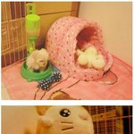 [[개판]] ♡♥♡♥우리집 표정담당 똥꼬♡♥♡♥