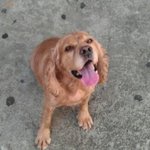 코카말잘듣고착해요...<b>말썽</b>안부림..