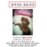 강원 <b>춘천</b>,강아지를 찾습니다..ㅠ