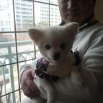 (사진 추가)미용하고 <b>사슴</b> 된 우리집 강아지를 소개합니다! <사진有>