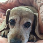 12년 키우던 강아지가 싸늘한 시신으로 돌아왔네요