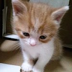 울집 고양이 유봉이 소개