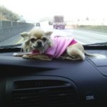 우리집 멍뭉이 꼬<b>맹</b>군