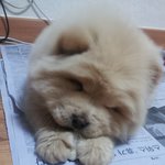 우리집 강아지좀 도와주세요ㅠ_ㅠ(사진有)