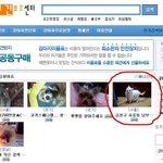 ★★톡 됐던 강아지 찾았어요^0^♥