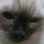 오늘 샴아갱이 2개월 조금지난 아기 <b>분양</b>해왓는데요..ㅠ