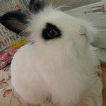 우리 토끼들 자랑좀 할끼?