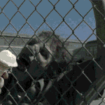 아이스크림의최후(?)ㅋㅋ워킹데드ㅋㅋㅋㅋㅋㅋㅋㅋㅋㅋ