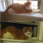 미국 유명싸이트에서 입양한 돼지고양이 고기와 뿌