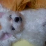 말티즈 여아 찾습니다 (톡되고찾으신<b>분도</b> 계시던데...............