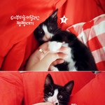 [<b>탄천</b>필근] 코숏 턱시도 탄이 &amp; 젖소 랑이