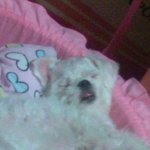 ★★★★깝치는 강아지 본적있음??(스압주의)★★★★