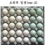 ★★★★★★오리의 일생(<b>ver</b>.2)★★★★★★