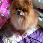 ♥♥♥예쁜 포메라이언 보기(사딘추가) 클릭클릭 ♥
