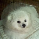 미용하고 사슴이 된 개2탄<사진有>