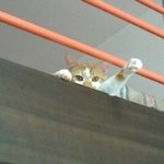 [고양이 톡]  총 9마리 고양이와 알콩달콩 동거 중입니다!