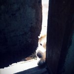 우리집 강아지가..!!!!!!!사진有