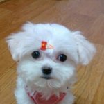 [사진有] 우리집 '미친존재감' 개만두  인사드려요~