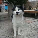 ★양쪽눈<b>색</b>이<b>다른</b>고양이라네★