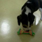 (분양완료) 비글분양합니다(ㅈㄹ견아니에요..)