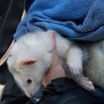 [동물 판]★★★우리집 막둥이 내미를 소개합니다(스압주의!!)★★★