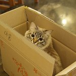 [고양이 판] 제가 자주 가는 유기묘카페의 고양이들! <4>  (스압주의)