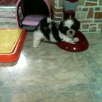 ♥♥♥♥♥♥♥♥(사진有) 귀여운안경을쓴 시츄 짱아 ♥♥♥♥♥♥♥♥