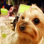 ★사진有★<b>실크</b>테리어 깜이 신랑구해여~~눈팅사절⊙⊙