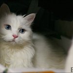 ★★★저희집은 고양이를 14마리 키웁니다.★★★ +사진추가