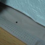 ㅅㄹㄷ 에서 이상한 벌레가 나왔어요..ㅠㅠ