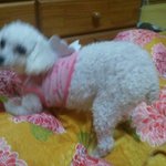 우리집유기견 <b>쭈쭈</b>를 소개합니다~