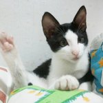 [탄천필근] 코숏 턱시도 탄이 &amp; 젖소 랑이 [2]