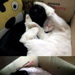 울집 사이좋은 고양이커플 소개해용 '- ' ♡