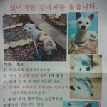★동생같은 강아지를 <b>간절</b>하게 찾아요★