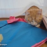 울고양이 유봉이 성장기 2탄(사알짝 스압)