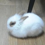 ♡♥♡사진有(귀<b>염주</b>의) 토끼 판!!!!!!!!!!!!!!!!!!...