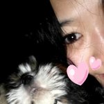 ♥♥♥♥♥♥♥♥(사진有) 귀여운안경을쓴 시츄 짱아 2탄!! ♥♥♥♥♥♥♥♥