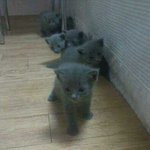 ♥[!귀여움주의!] <b>러시안</b>블루계의 귀요미 옹이!!♥