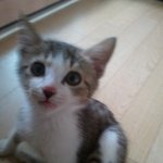 ★★[동영상/고양이판] 움직이는 <b>담이</b> 특집!!!!!★★